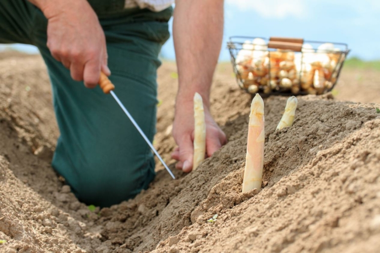 Spargel stechen