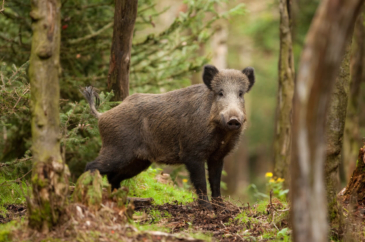 Wildwechsel – Revier, Küche, Teller